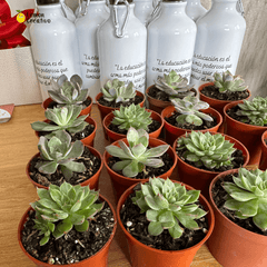 Box Gift | Plant lovers - Lemon Creativo
